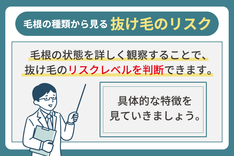 毛根の種類から見る抜け毛のリスク