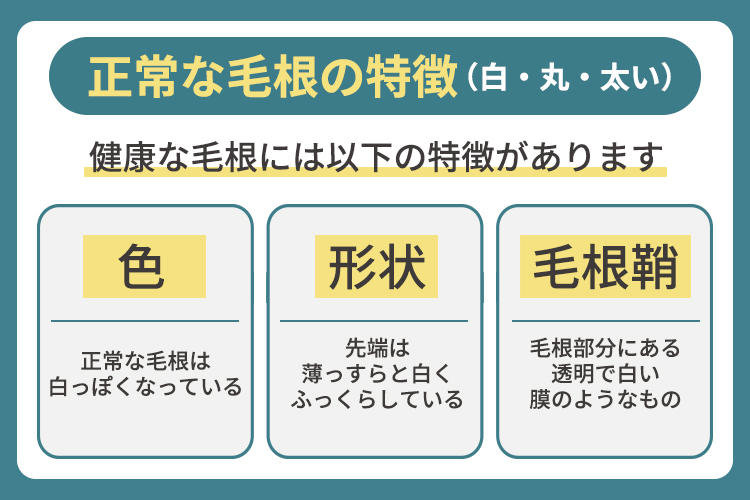 正常な毛根の特徴（白・丸・太い）