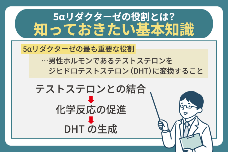 5αリダクターゼの役割とは？知っておきたい基本知識