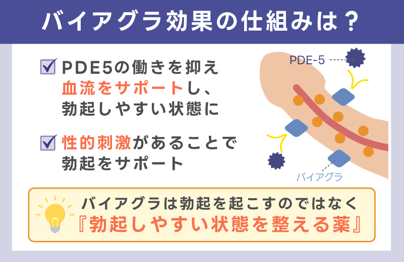 バイアグラ効果の仕組みは?性的刺激が必要な理由