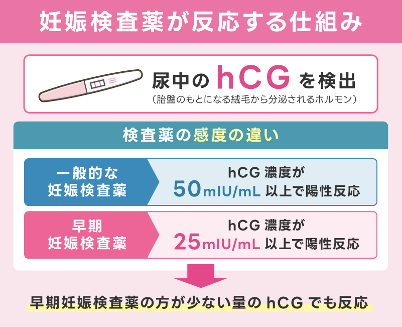 妊娠検査薬が反応する仕組み