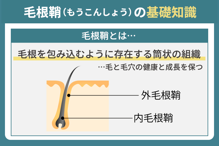 毛根鞘（もうこんしょう）の基礎知識