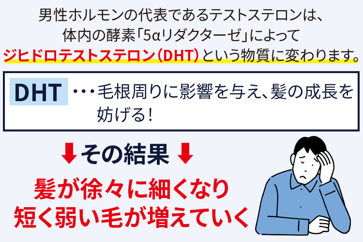 男性ホルモンの影響