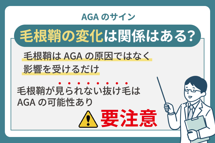 関係はある？毛根鞘の変化が教えるAGAのサイン
