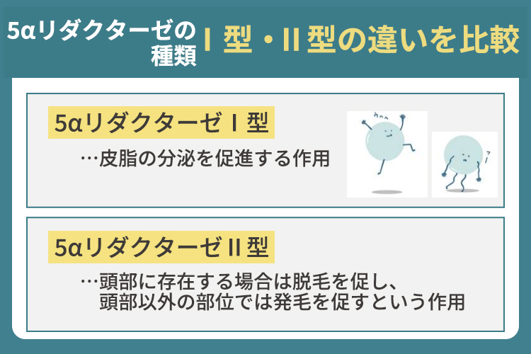 5αリダクターゼの種類：Ⅰ型・Ⅱ型の違いを比較