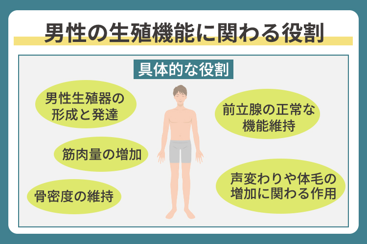 男性の生殖機能に関わる役割