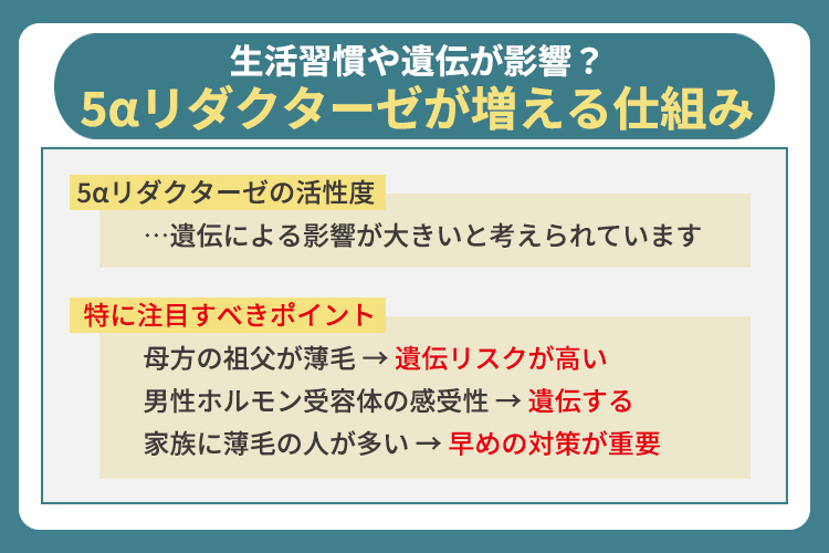 生活習慣や遺伝が影響？5αリダクターゼが増える仕組み
